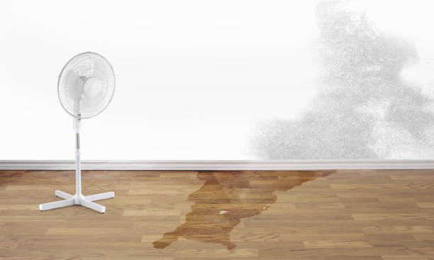Best Basement water damage restoration  in Ahuimanu, HI
