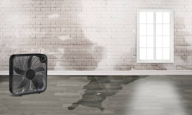 Best Professional water damage repair  in Ahuimanu, HI